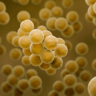 MRSA bacteria, Computer illustration of antibiotic resistant Staphylococcus aureus bacteria